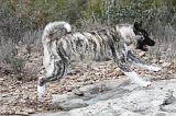 AKITA AMERICAIN 367